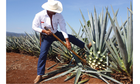 Tequila Agave Plant
